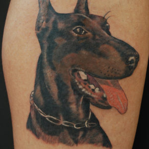 Ritratto a colori di un Dobermann