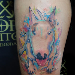 Ritratto frontale a colori di un Bull Terrier