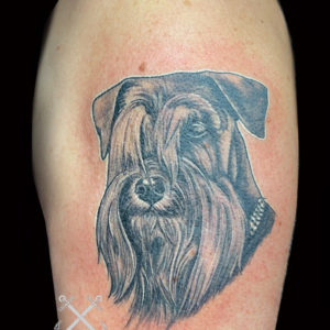 Ritratto di un piccolo Schnauzer sulla spalla